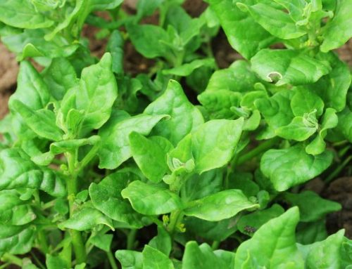 Plant of the month – N.Z Spinach